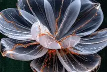 تولید گل خوردنی برای درمان بیماری‌ها