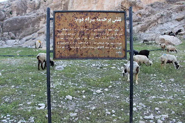 پشم‌چینی گوسفندان کنار سنگ‌نگاره ساسانی!

