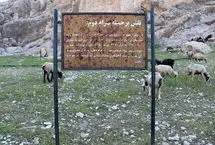 پشم‌چینی گوسفندان کنار سنگ‌نگاره ساسانی!
