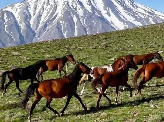 ببینید؛ تاخت‌وتازه اسب‌های وحشی در ارتفاعات ناندل با پس‌زمینه دماوند