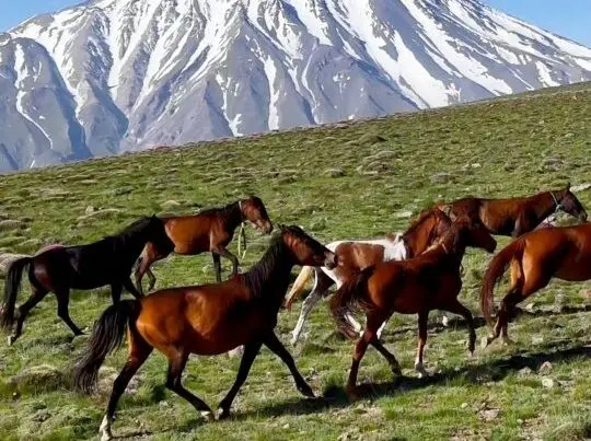 ببینید؛ تاخت‌وتازه اسب‌های وحشی در ارتفاعات ناندل با پس‌زمینه دماوند