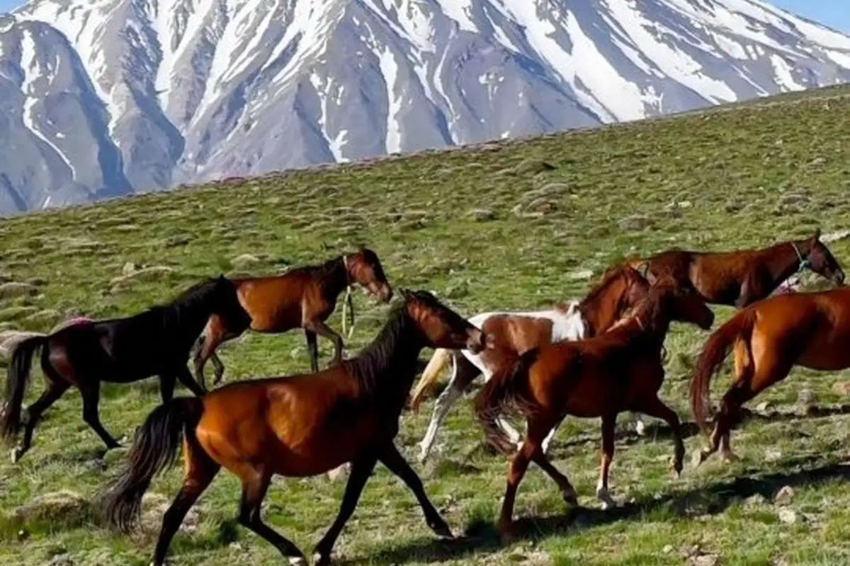 ببینید؛ تاختوتازه اسبهای وحشی در ارتفاعات ناندل با پسزمینه دماوند