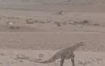 ماجرای مشاهده دایناسور در مناطق بیابانی خراسان رضوی چه بود؟