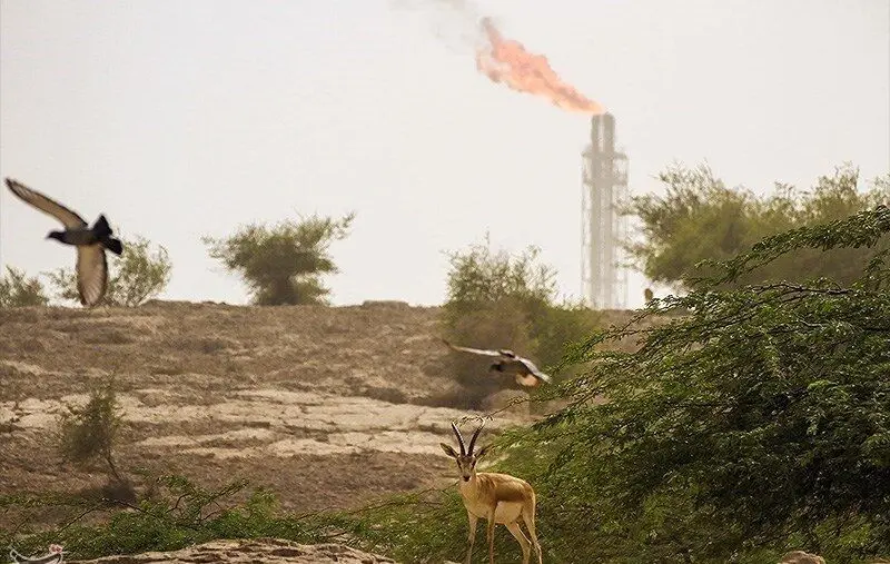 جزیره خارک