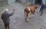 خداحافظی احساسی گاو با کشاورز سالخورده