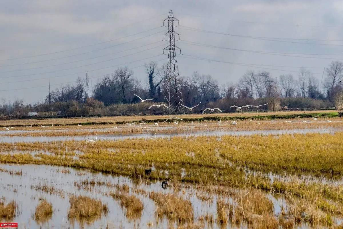 تصاویر؛ سرخرود مازندران میزبان قو‌های آوازخوان 17