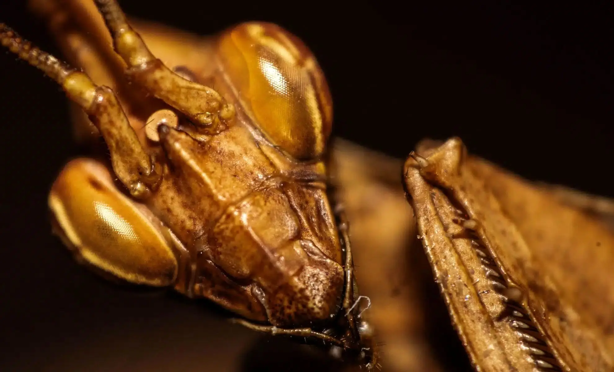 کشف نگاره‌ای عجیب در ایران: موجودی نیمه انسان و نیمه حشره!