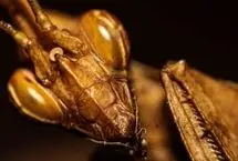 کشف نگاره‌ای عجیب در ایران: موجودی نیمه انسان و نیمه حشره!