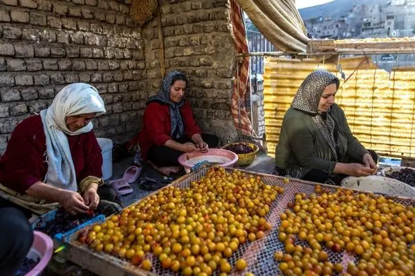 تصاویر؛ پایتخت آلوی ایران کجاست؟