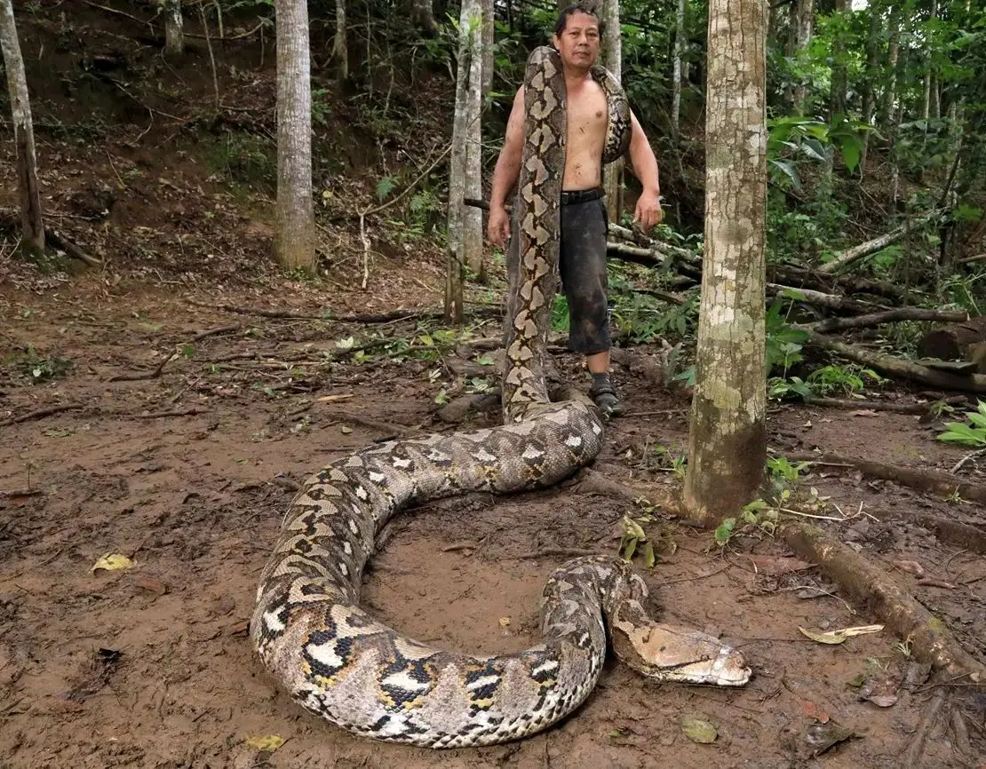 بلندترین مار وحشی جهان در اندونزی کشف شد