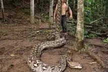 بلندترین مار وحشی جهان در اندونزی کشف شد