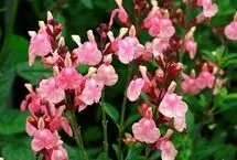 رئیس اتحادیه تولیدکنندگان گل و گیاه: رتبه ۱۷ تولید داریم، اما در صادرات ۱۰۷ هستیم