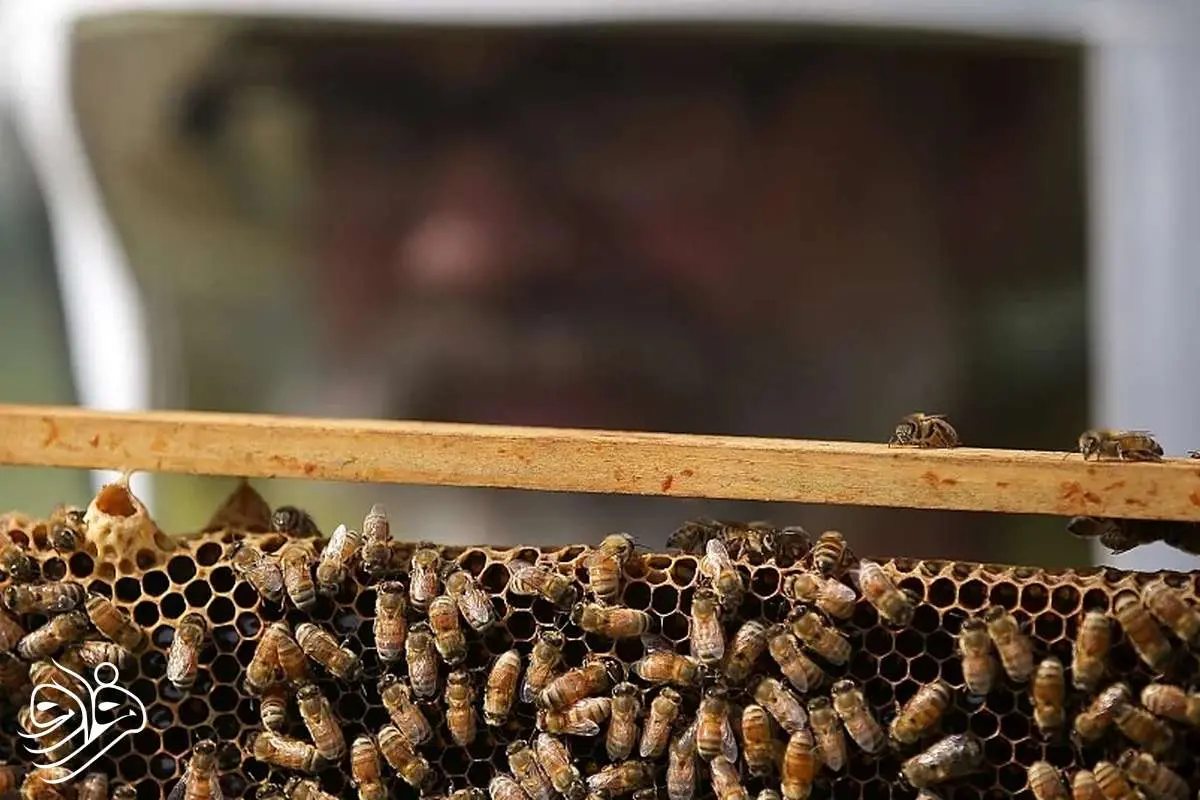 چرا زنبورهای عسل علیه ملکهشان شورش میکنند؟