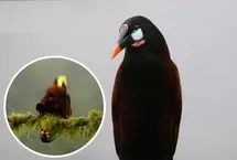 آواز نمایشی پرنده‌ای به نام لانه‌آویز دم‌زرد مونتزوما