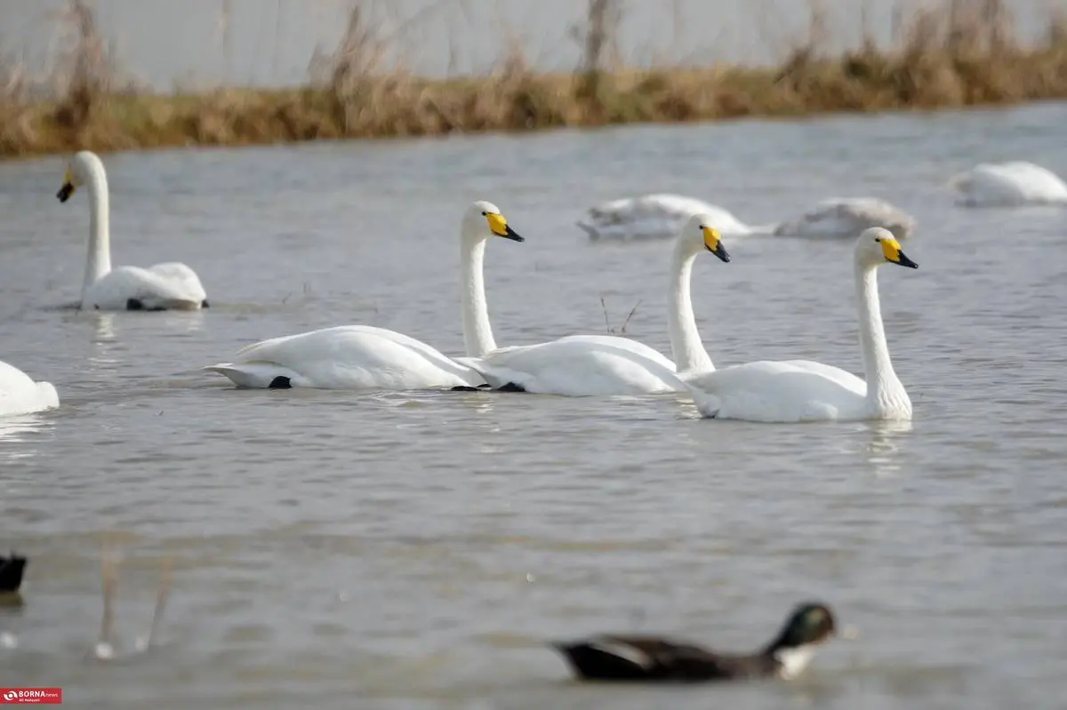 تصاویر؛ سرخرود مازندران میزبان قو‌های آوازخوان 10