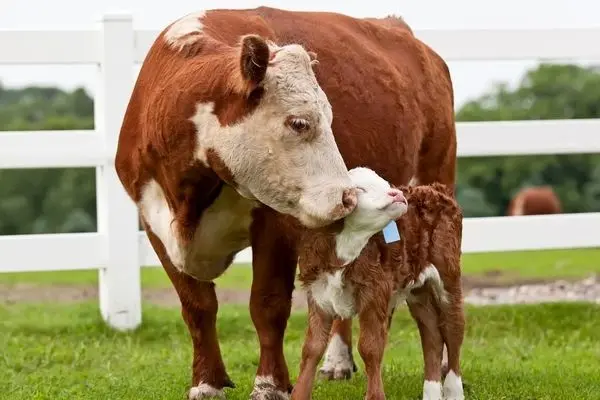 گاو هنگام شیر خوردن بر روی گوساله خود نشست