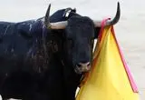 ببینید؛ حمله گاو نر خشمگین به یک خودرو