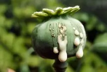 وزیر بهداشت: باید قانون کشت تریاک تصویب شود