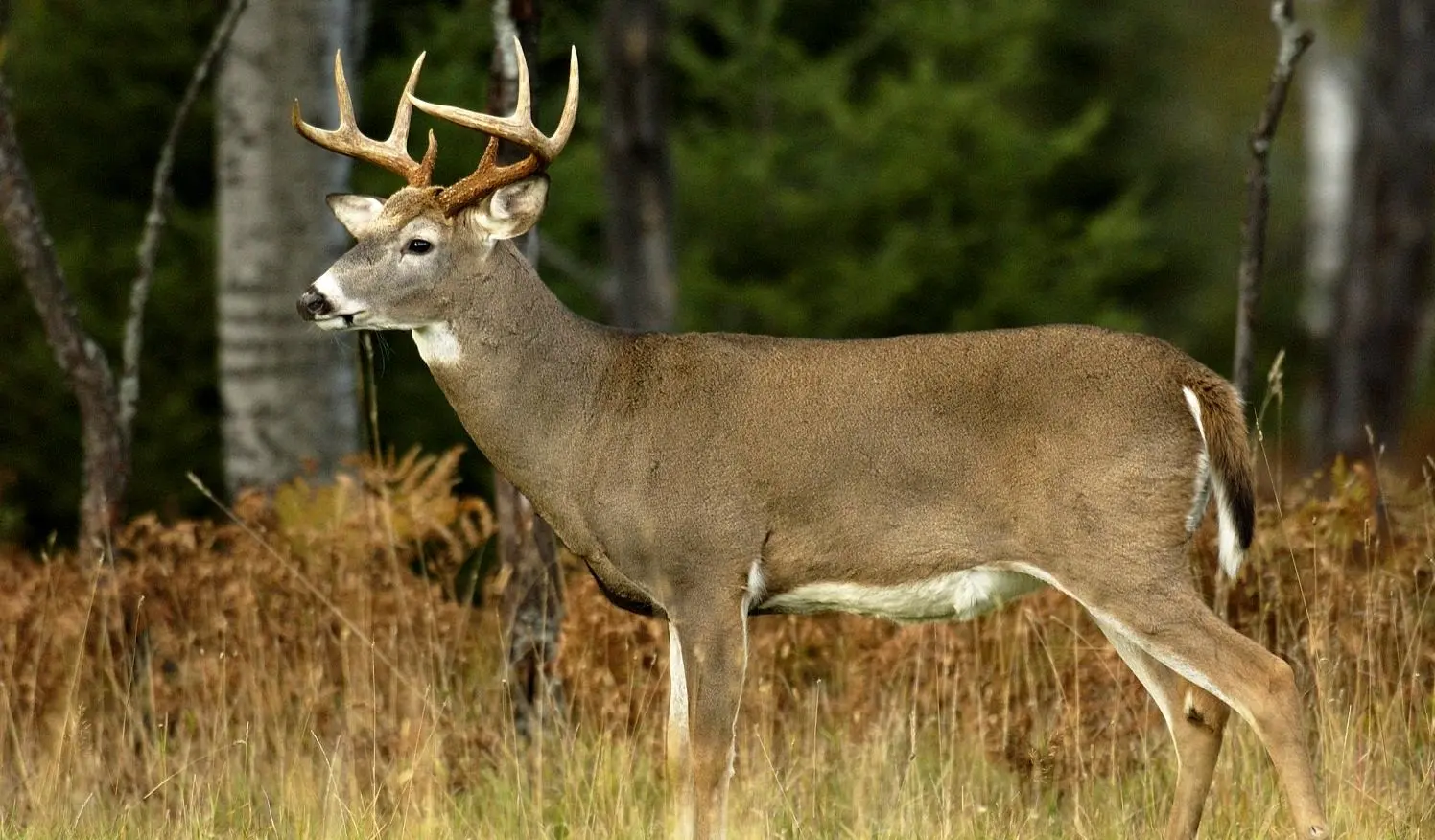 نجات دشوار گوزن گیر کرده روی نرده‌های سر نیزه‌ای