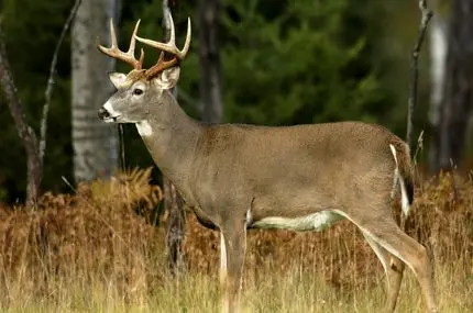 نجات دشوار گوزن گیر کرده روی نرده‌های سر نیزه‌ای