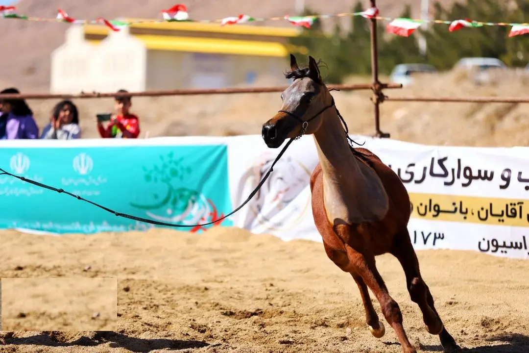 تصاویر؛ شوی اسب‌های فاخر در یزد