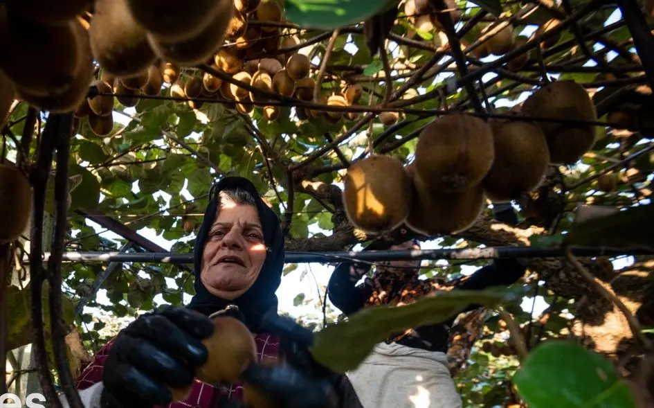 تصاویر؛ برداشت کیوی روی شانه زنان شمال