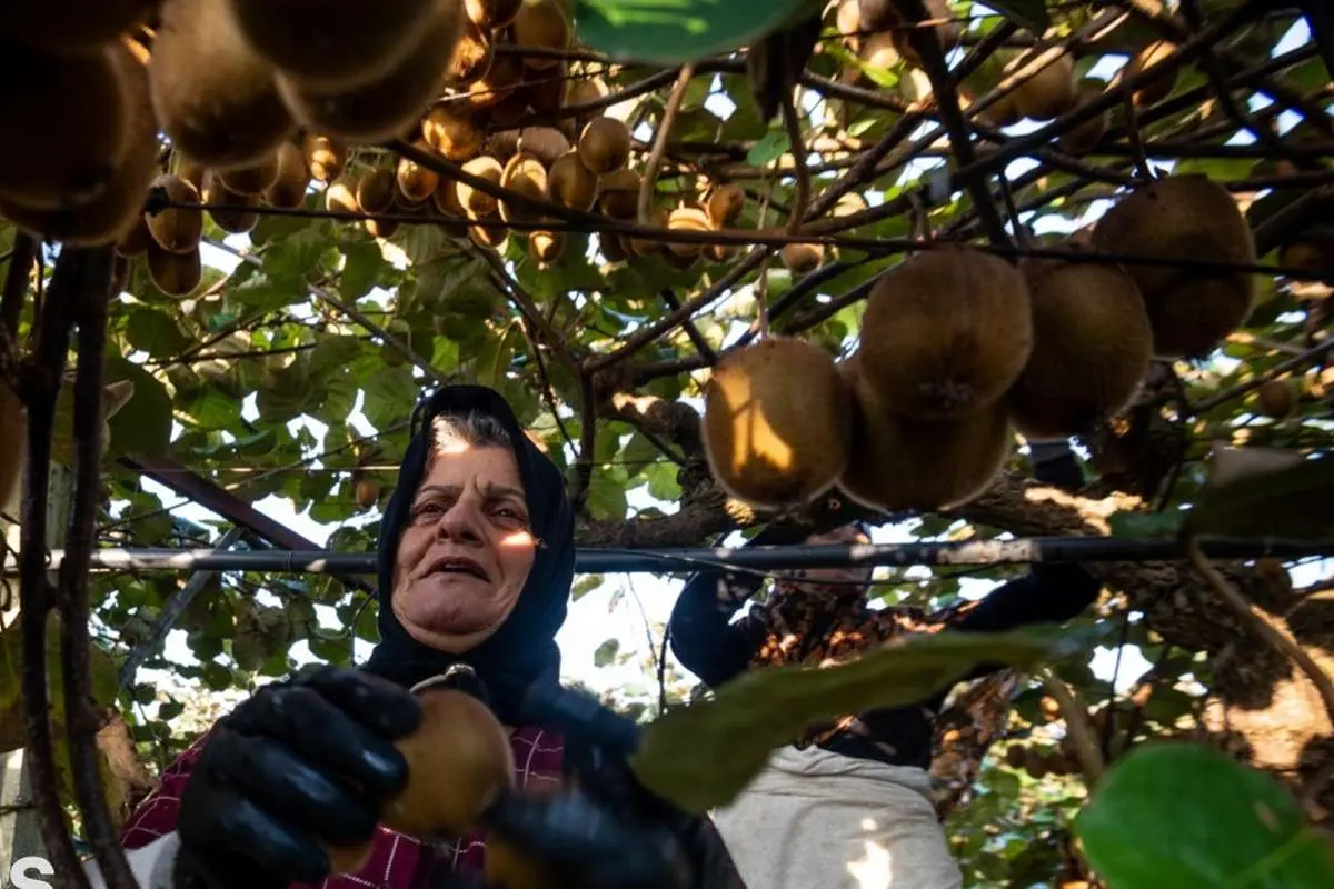 تصاویر؛ برداشت کیوی روی شانه زنان شمال