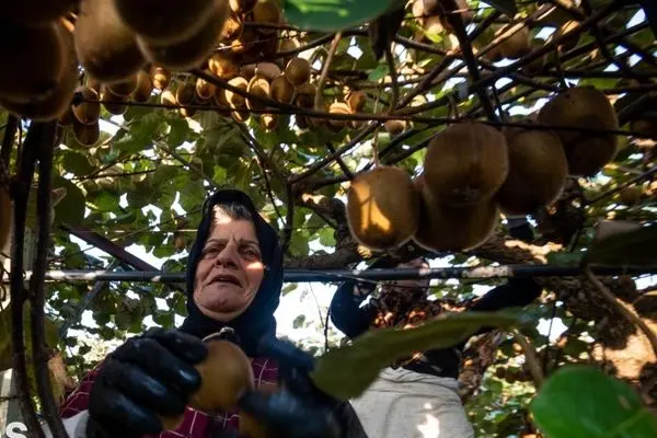 تصاویر؛ برداشت کیوی روی شانه زنان شمال