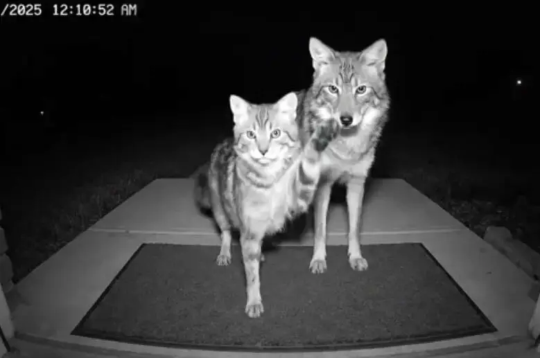 هوش مصنوعی می تواند قاتل کودکان و حیوانات باشد!