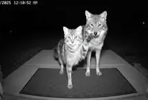 هوش مصنوعی می تواند قاتل کودکان و حیوانات باشد!