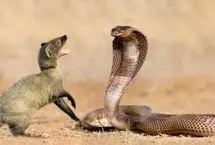 نبرد دیدنی خدنگ با مار