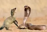 نبرد دیدنی خدنگ با مار
