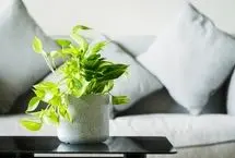 روش نگهداری و قلمه زدن پتوس در آپارتمان؛ چه فصلی برای قلمه زدن مناسب است؟