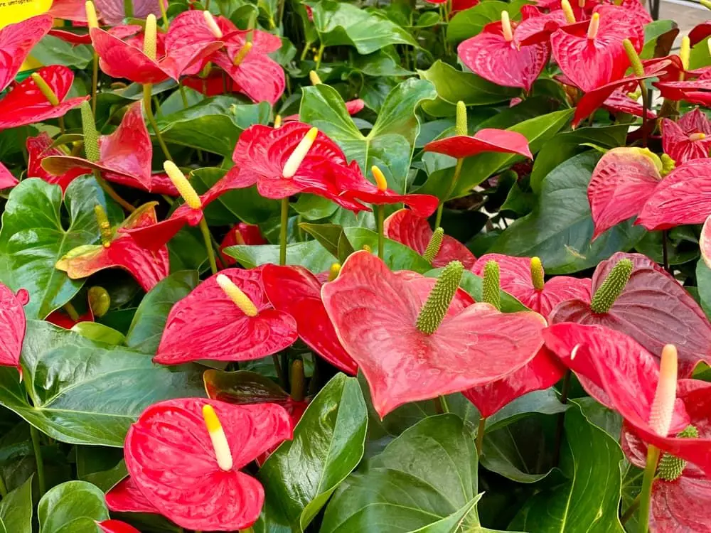 گیاه آپارتمانی آنتوریوم؛ گل قلبی که روح خانه را تازه می‌کند