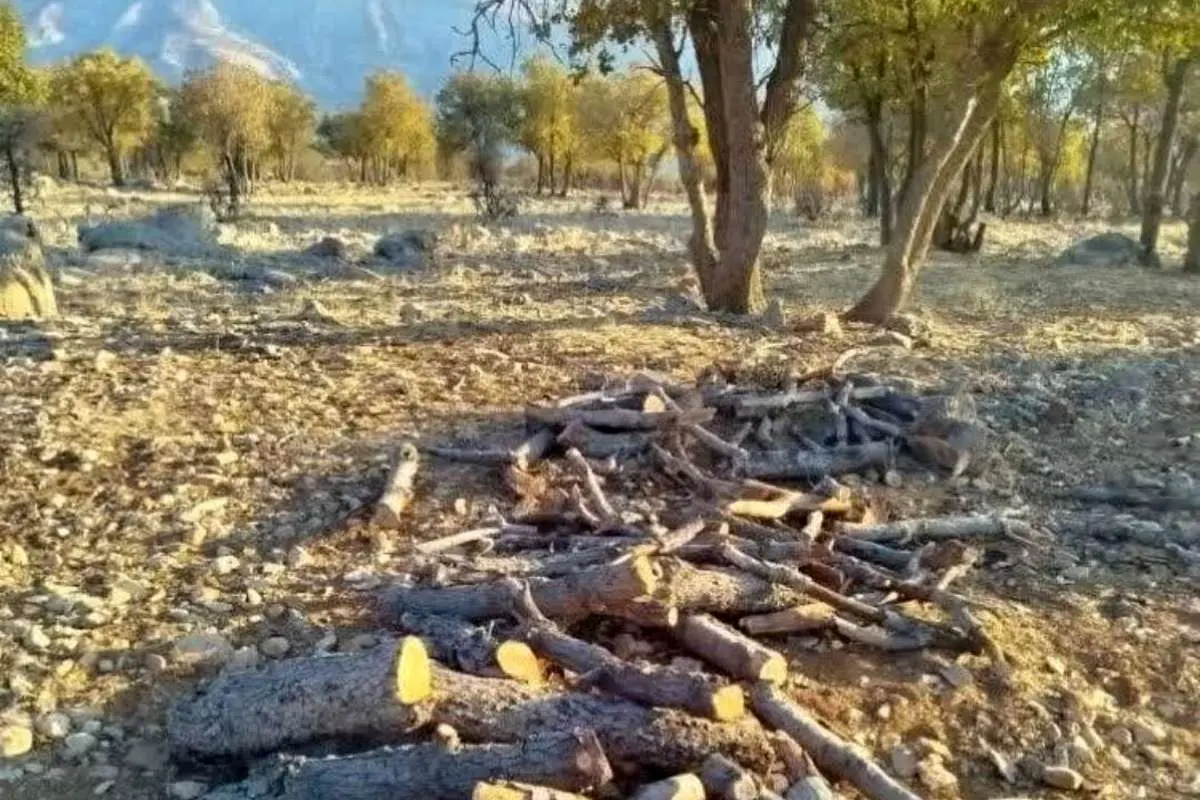 قاتل بلوط زاگرس به دام افتاد 