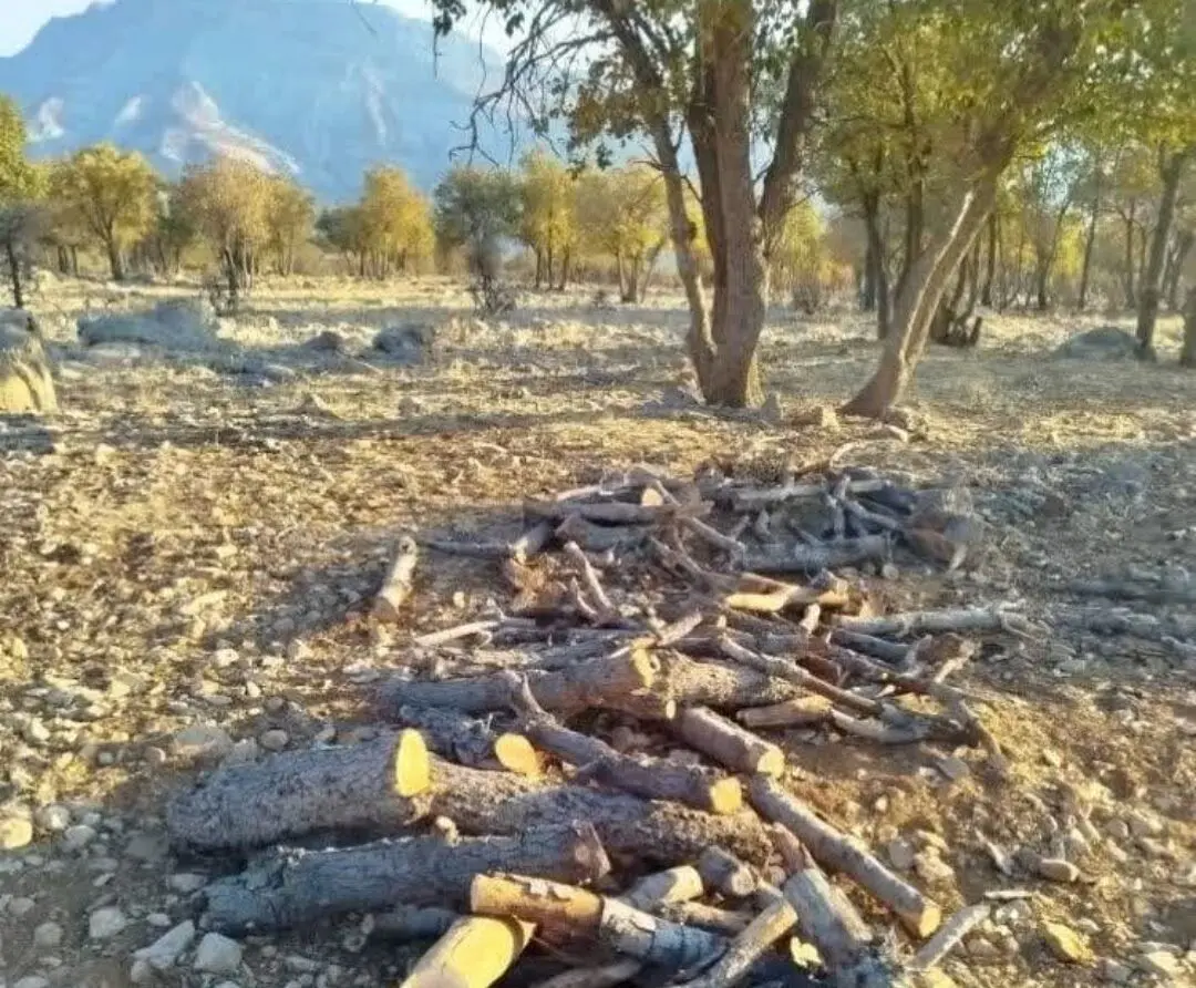 قاتل بلوط زاگرس به دام افتاد 