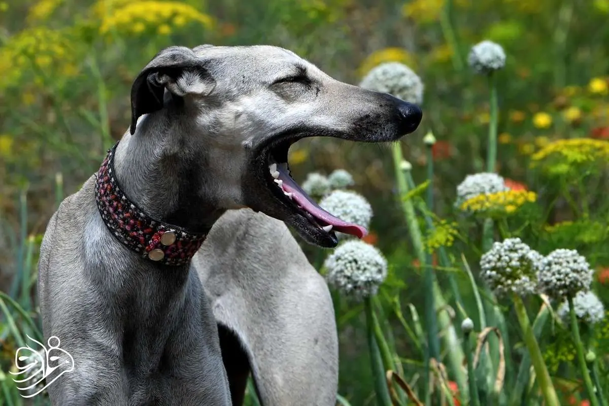 کدام سگ بیشترین ژن گرگ را در رگ‌های خود دارد؟