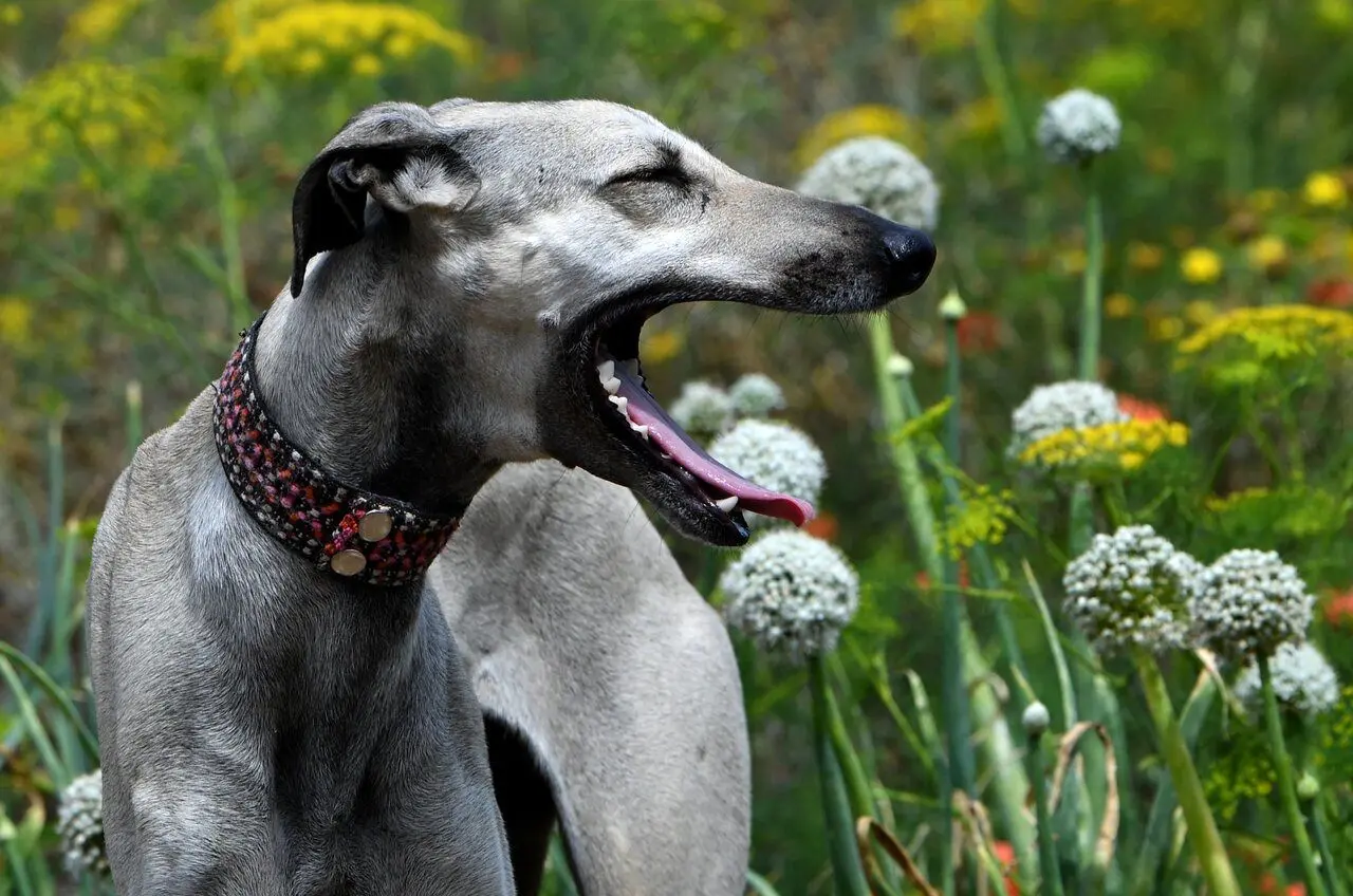 کدام سگ بیشترین ژن گرگ را در رگ‌های خود دارد؟