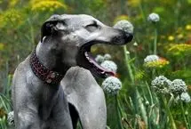 کدام سگ بیشترین ژن گرگ را در رگ‌های خود دارد؟