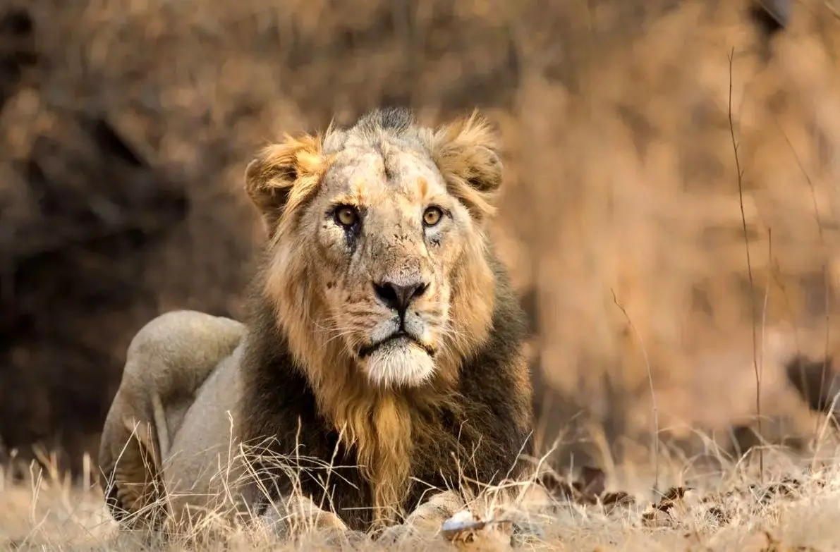 لحظه نجات سلطان جنگل از چاه 9 متری