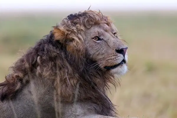 تصاویر؛ شیر نر با یالی فرفری و منحصربه‌فرد