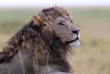 تصاویر؛ شیر نر با یالی فرفری و منحصربه‌فرد