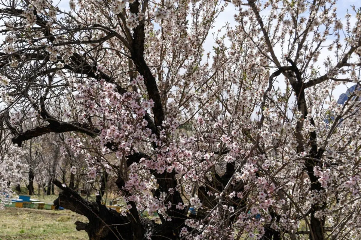 چند فریم از شکوفه‌های بهاری در نوروز 1405