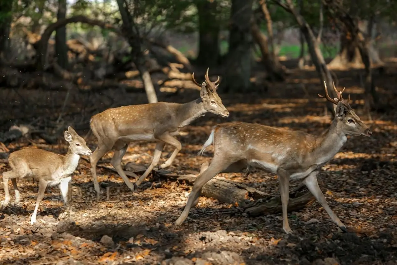 تصاویر؛ گوزن زرد ایرانی در دل دشت ناز 