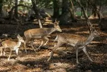 تصاویر؛ گوزن زرد ایرانی در دل دشت ناز 