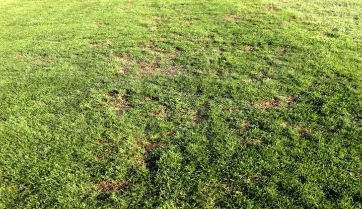 فاجعه‌ای به نام چمن شهر قدس