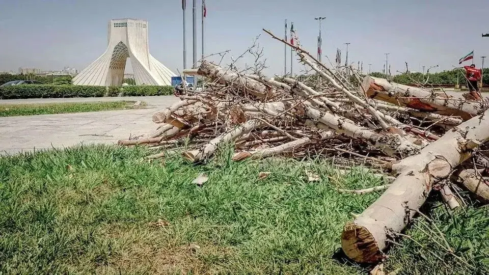 ماجرای قطع درختان میدان آزادی چه بود؟