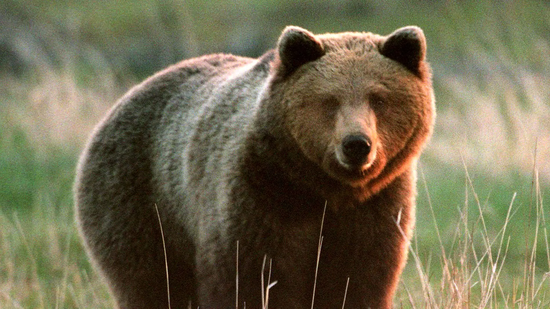 غذا خوردن خرس قهوه‌ای در جنگل‌های هیرکانی