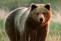 غذا خوردن خرس قهوه‌ای در جنگل‌های هیرکانی