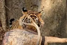 ببینید؛ ببر کمین‌کرده گوزن را جلوی چشمان گردشگران شکار کرد